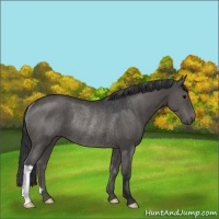 Horse Color:Black Rabicano 