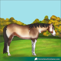 Horse Color:Bay Onyx Sabino