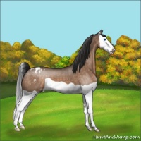 Horse Color:Brown Dun Splash Appaloosa 