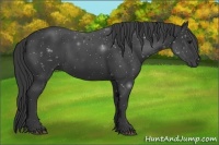 Horse Color:Black 