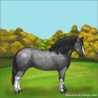 Horse Color:Black 