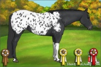 Horse Color:Black Tobiano Appaloosa 