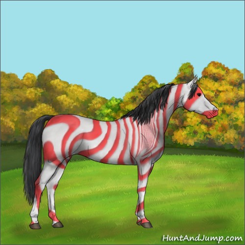 Horse Color:Grullo Sabino Tobiano Rabicano 