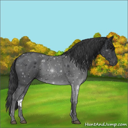Horse Color:Black 