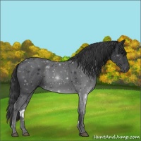 Horse Color:Black 