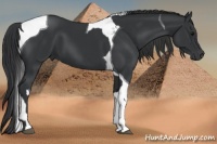 Horse Color:Black  and Black Tobiano 