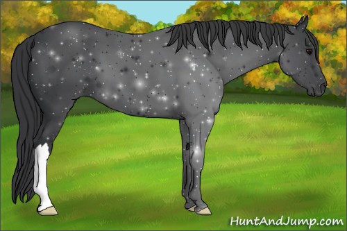 Horse Color:Black 
