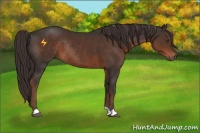 Horse Color:Liver Chestnut Rabicano 