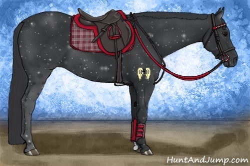Horse Color:Black 