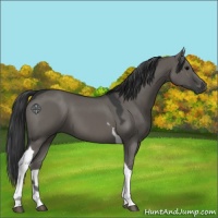 Horse Color:Grullo Tobiano