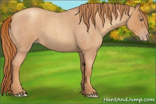 Horse Color:Gold Champagne Roan