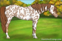 Horse Color:Red Roan Near Leopard 