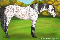 Horse Color:Bay Roan Near Leopard