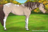 Horse Color:Bay Dun Tobiano Varnish 