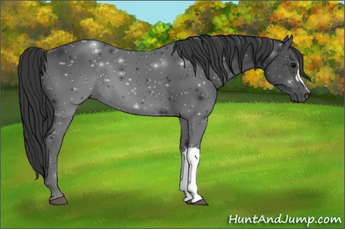 Horse Color:Black 
