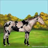 Horse Color:White Spotted Brown Ice Pearl