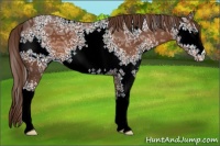 Horse Color:White Spotted Liver Chestnut Ice 