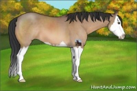Horse Color:Brown Dun Sabino Splash
