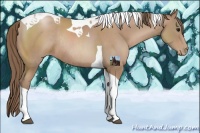 Horse Color:Black Pearl Sabino Tobiano Rabicano