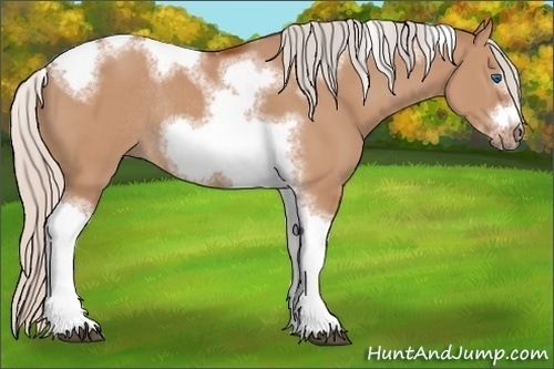 Horse Color:Silver Bay Dun Sabino Tobiano Frame Rabicano 