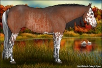 Horse Color:Bay Rabicano  and Bay Splash Rabicano 