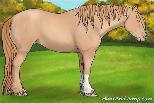 Horse Color:Gold Champagne 