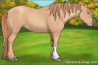 Horse Color:Gold Champagne 
