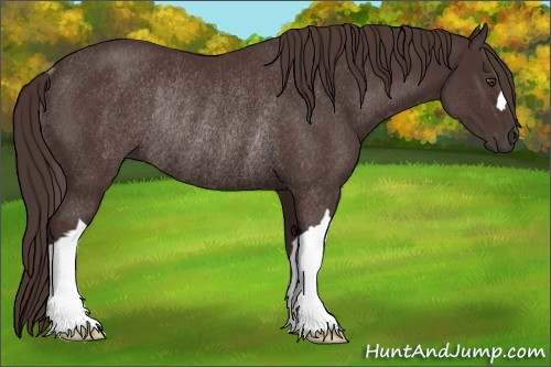 Horse Color:Liver Chestnut Rabicano