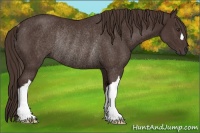 Horse Color:Liver Chestnut Rabicano 
