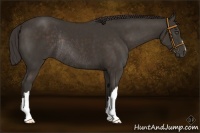 Horse Color:Liver Chestnut Rabicano 
