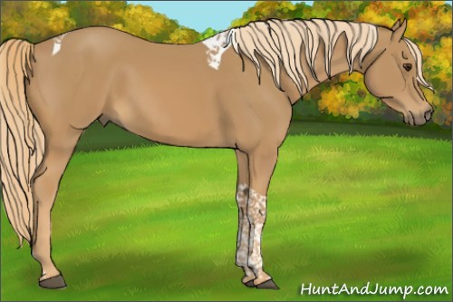 Horse Color:Chestnut Tobiano 
