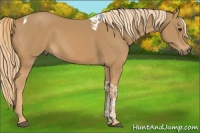 Horse Color:Chestnut Tobiano