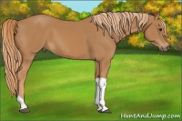 Horse Color:Chestnut Tobiano 
