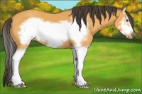 Horse Color:Buckskin Sabino Splash Frame 