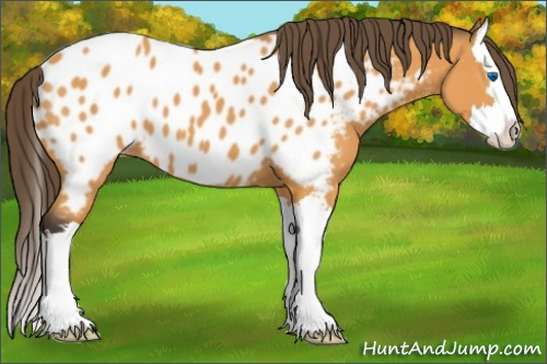 Horse Color:Buckskin Sabino Splash Appaloosa 