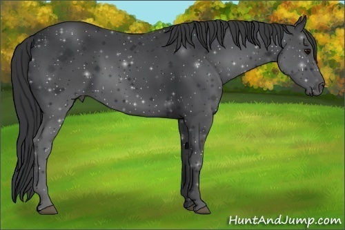 Horse Color:Black 