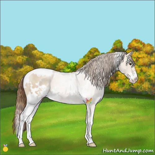 Horse Color:White Spotted Grullo Pearl Sabino