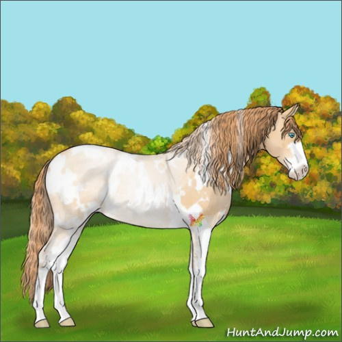 Horse Color:White Spotted Buckskin Pearl Sabino