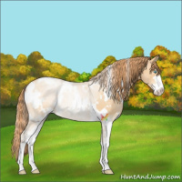 Horse Color:White Spotted Buckskin Pearl Sabino