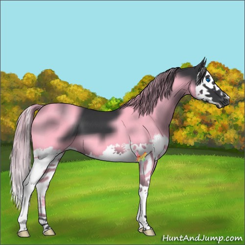 Horse Color:Black Splash 