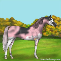 Horse Color:Black Splash