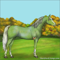 Horse Color:Watercolor Silver Black Splash 