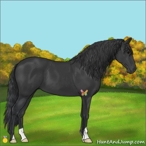 Horse Color:Black 
