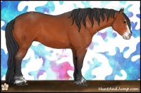 Horse Color:Bay Sabino 