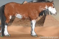 Horse Color:Bay Sabino