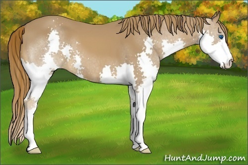 Horse Color:Chestnut Splash