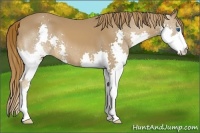 Horse Color:Chestnut Splash 