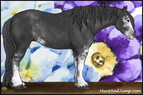 Horse Color:Black Sabino Rabicano 