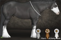 Horse Color:Black Sabino 