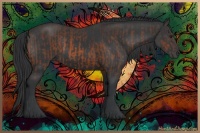 Horse Color:Brown Rabicano  and Black Rabicano 